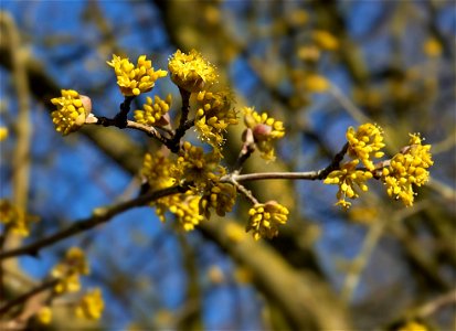 European Cornel or Cornelian cherry