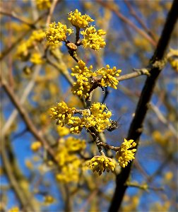 European Cornel or Cornelian cherry