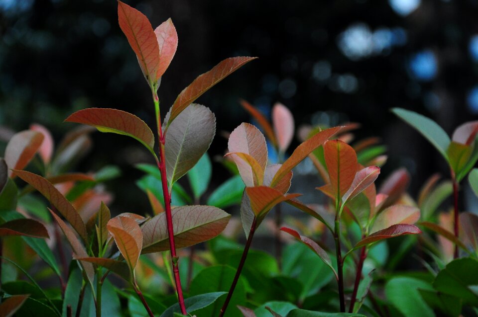 Green nature beautiful