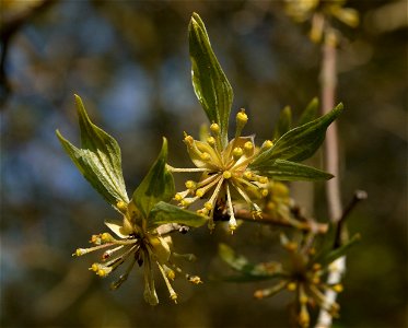 Cornus mas flower. The photo has been taken in Belgium