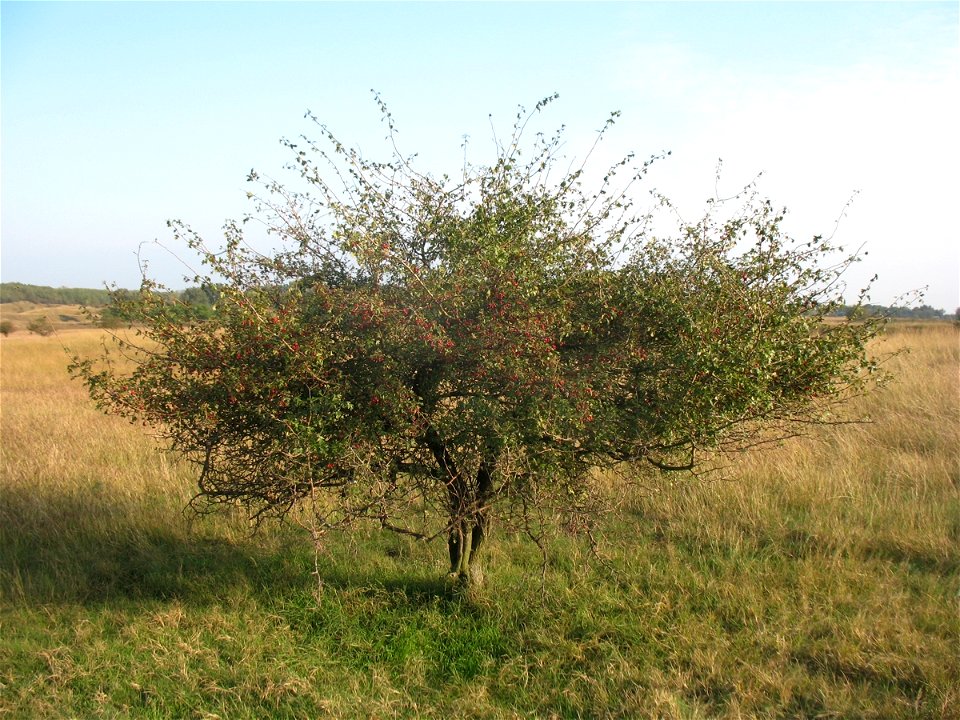 Drenjina (Cornus mas) tree in Deliblatska peščara, near Dolovo,Serbia.




Ово је фотографија заштићеног природног добра у Србији под шифром: РП03This is a a photo of a natural area in Serbia with ID: