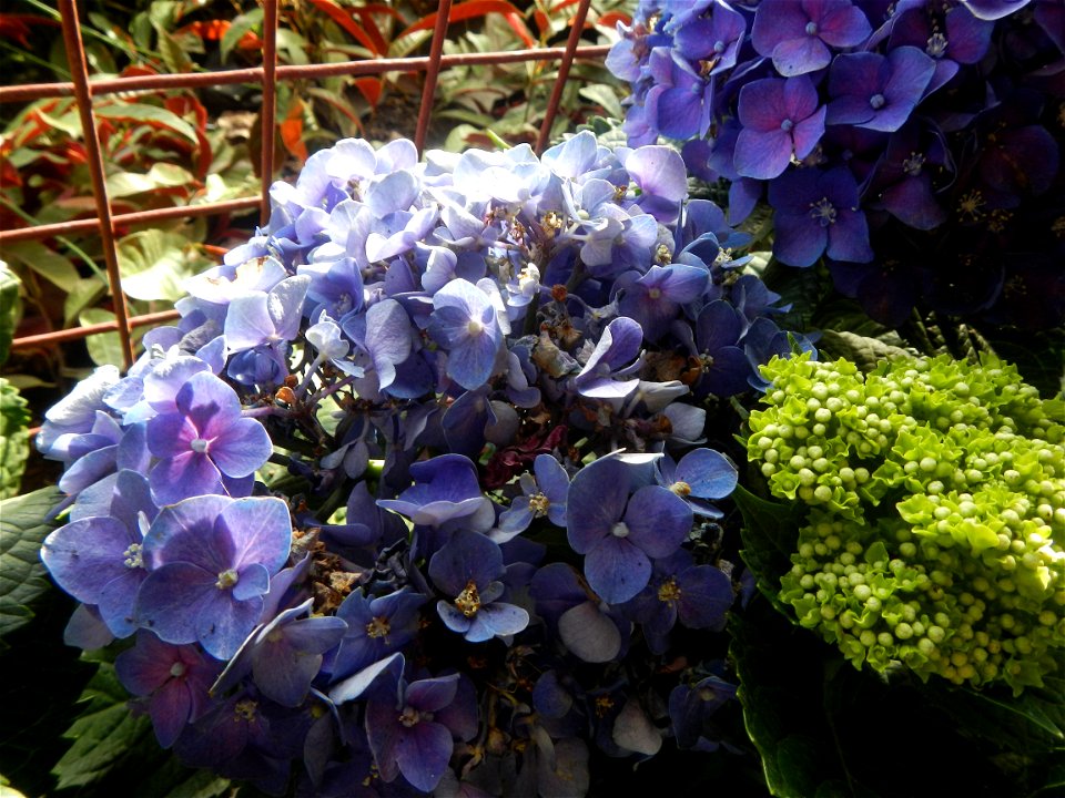 Bougainvillea cultivars and (Halamanan Festival) flowers - Garden City of (Santa Cruz) Guiguinto, Bulacan Garden Capital of the Philippines Garden City of Guiguinto, Bulacan Barangay Santa Cruz 14°50'