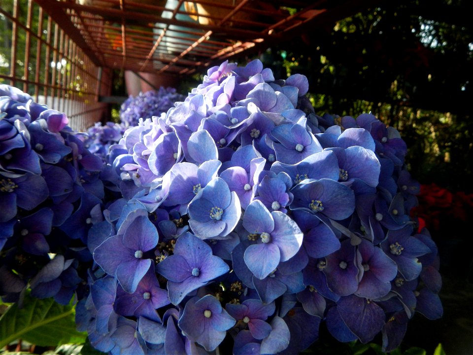 Bougainvillea cultivars and (Halamanan Festival) flowers - Garden City of (Santa Cruz) Guiguinto, Bulacan Garden Capital of the Philippines Garden City of Guiguinto, Bulacan Barangay Santa Cruz 14°50'