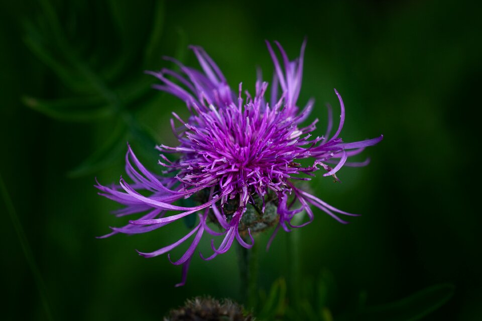 Pointed flower wild flower purple pointed flower