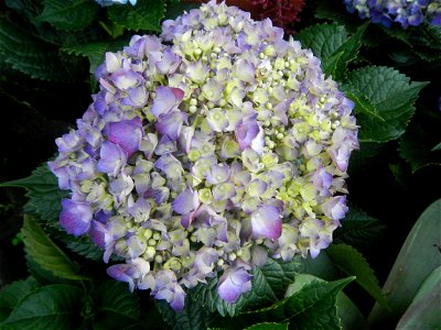 Allamanda (Philippines) Hydrangea macrophylla cultivars in the Philippines Bougainvillea cultivars and (Halamanan Festival) flowers - Garden City of (Santa Cruz) Guiguinto, Bulacan Garden Capital of t photo