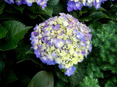 Allamanda (Philippines) Hydrangea macrophylla cultivars in the Philippines Bougainvillea cultivars and (Halamanan Festival) flowers - Garden City of (Santa Cruz) Guiguinto, Bulacan Garden Capital of t photo