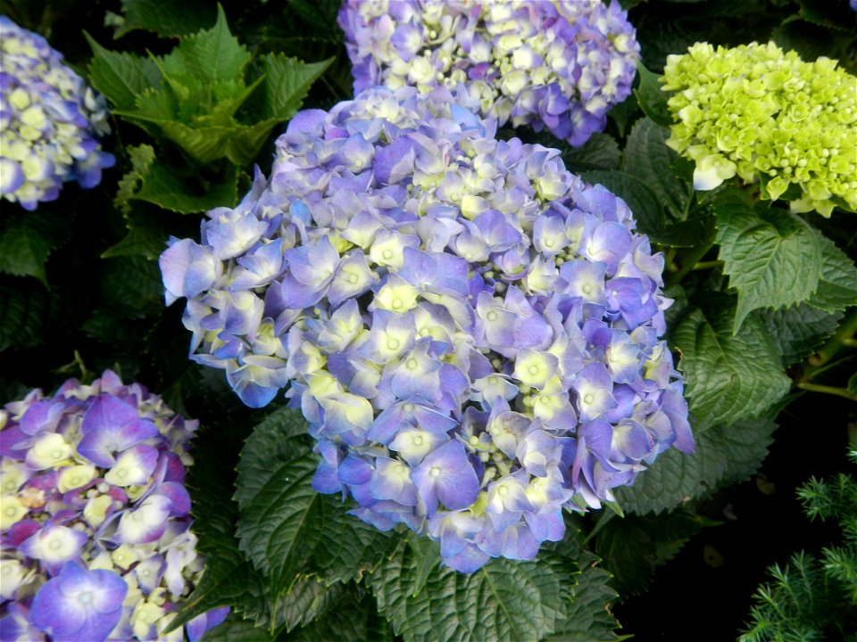 Allamanda (Philippines) Hydrangea macrophylla cultivars in the Philippines Bougainvillea cultivars and (Halamanan Festival) flowers - Garden City of (Santa Cruz) Guiguinto, Bulacan Garden Capital of t
