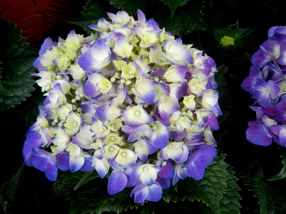Allamanda (Philippines) Hydrangea macrophylla cultivars in the Philippines Bougainvillea cultivars and (Halamanan Festival) flowers - Garden City of (Santa Cruz) Guiguinto, Bulacan Garden Capital of t