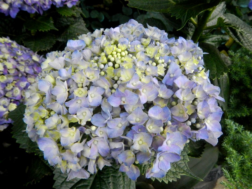 Allamanda (Philippines) Hydrangea macrophylla cultivars in the Philippines Bougainvillea cultivars and (Halamanan Festival) flowers - Garden City of (Santa Cruz) Guiguinto, Bulacan Garden Capital of t
