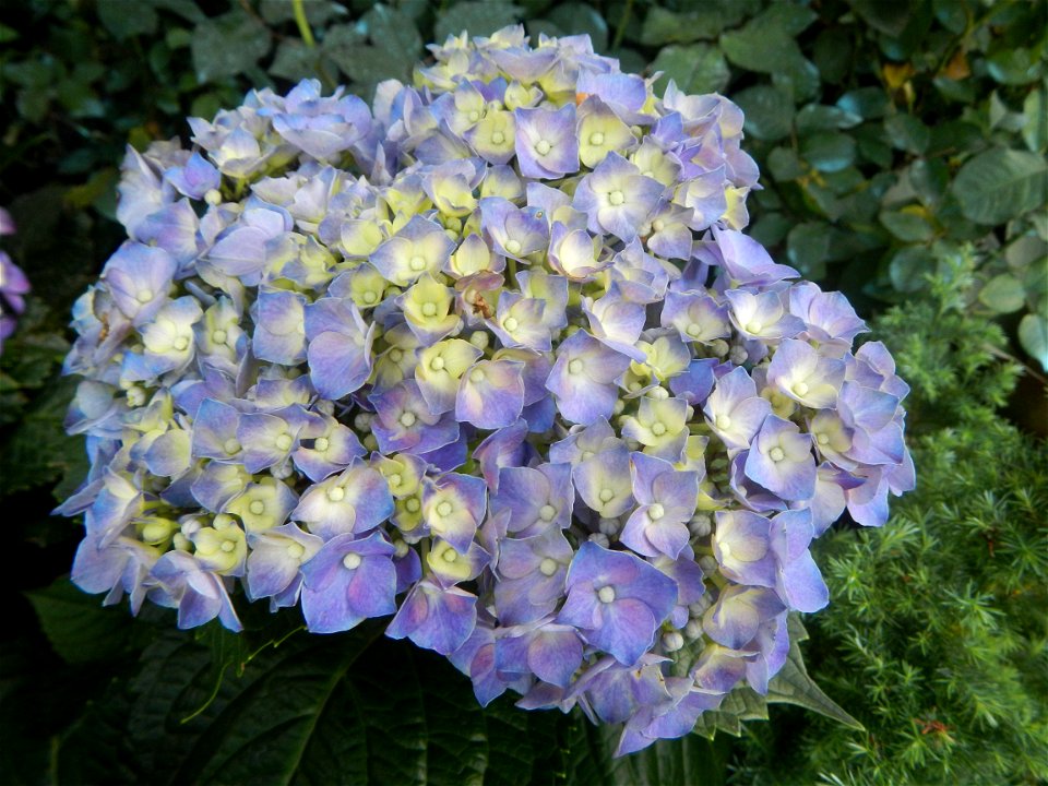 Allamanda (Philippines) Hydrangea macrophylla cultivars in the Philippines Bougainvillea cultivars and (Halamanan Festival) flowers - Garden City of (Santa Cruz) Guiguinto, Bulacan Garden Capital of t