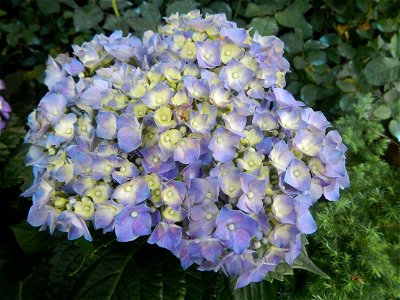 Allamanda (Philippines) Hydrangea macrophylla cultivars in the Philippines Bougainvillea cultivars and (Halamanan Festival) flowers - Garden City of (Santa Cruz) Guiguinto, Bulacan Garden Capital of t