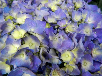 Allamanda (Philippines) Hydrangea macrophylla cultivars in the Philippines Bougainvillea cultivars and (Halamanan Festival) flowers - Garden City of (Santa Cruz) Guiguinto, Bulacan Garden Capital of t photo