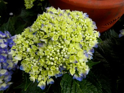 Allamanda (Philippines) Hydrangea macrophylla cultivars in the Philippines Bougainvillea cultivars and (Halamanan Festival) flowers - Garden City of (Santa Cruz) Guiguinto, Bulacan Garden Capital of t photo