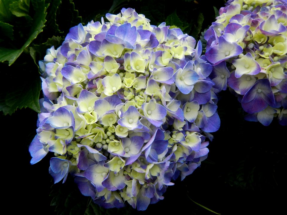 Allamanda (Philippines) Hydrangea macrophylla cultivars in the Philippines Bougainvillea cultivars and (Halamanan Festival) flowers - Garden City of (Santa Cruz) Guiguinto, Bulacan Garden Capital of t