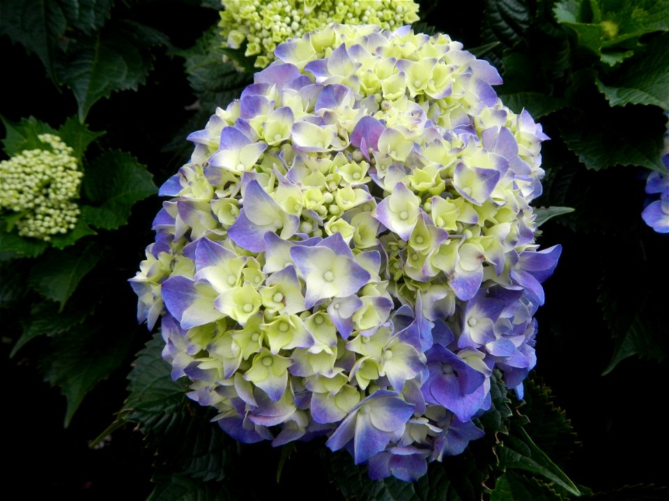 Allamanda (Philippines) Hydrangea macrophylla cultivars in the Philippines Bougainvillea cultivars and (Halamanan Festival) flowers - Garden City of (Santa Cruz) Guiguinto, Bulacan Garden Capital of t