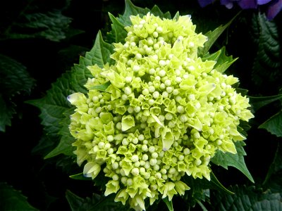 Allamanda (Philippines) Hydrangea macrophylla cultivars in the Philippines Bougainvillea cultivars and (Halamanan Festival) flowers - Garden City of (Santa Cruz) Guiguinto, Bulacan Garden Capital of t