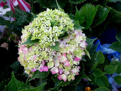 Roses in the Philippines Hydrangea macrophylla cultivars in the Philippines Bougainvillea cultivars and (Halamanan Festival) flowers - Garden City of (Santa Cruz) Guiguinto, Bulacan Garden Capital of photo