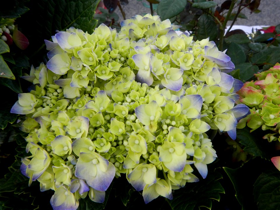 Roses in the Philippines Hydrangea macrophylla cultivars in the Philippines Bougainvillea cultivars and (Halamanan Festival) flowers - Garden City of (Santa Cruz) Guiguinto, Bulacan Garden Capital of 
