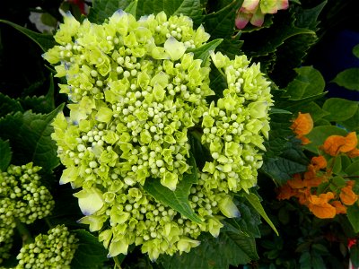 Roses in the Philippines Hydrangea macrophylla cultivars in the Philippines Bougainvillea cultivars and (Halamanan Festival) flowers - Garden City of (Santa Cruz) Guiguinto, Bulacan Garden Capital of photo