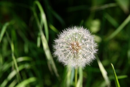 Wild flower wild plant bloom