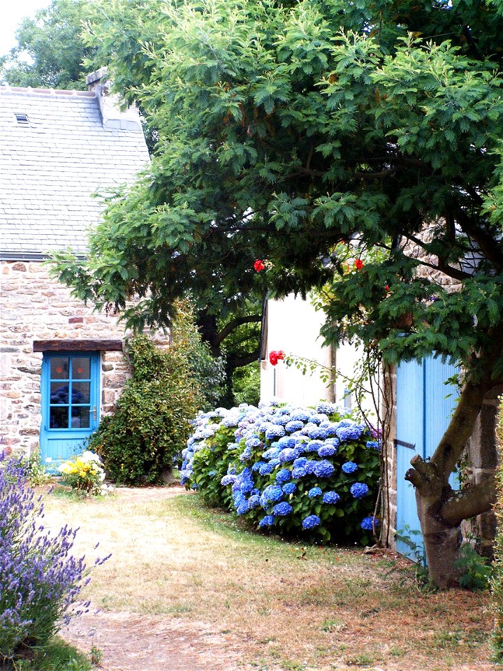 Bretonisches Bauernhaus neben der „Chapelle de Languivoa“ in Plonéour-LanvernFrançais :  Hortensias près de la chapelle de Languivoa en Plonéour-Lanvern