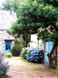 Bretonisches Bauernhaus neben der „Chapelle de Languivoa“ in Plonéour-LanvernFrançais :  Hortensias près de la chapelle de Languivoa en Plonéour-Lanvern