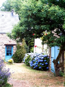 Bretonisches Bauernhaus neben der „Chapelle de Languivoa“ in Plonéour-LanvernFrançais : Hortensias près de la chapelle de Languivoa en Plonéour-Lanvern photo