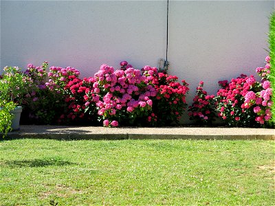 Hydrangea in Lacrost (Saône-et-Loire, France) photo