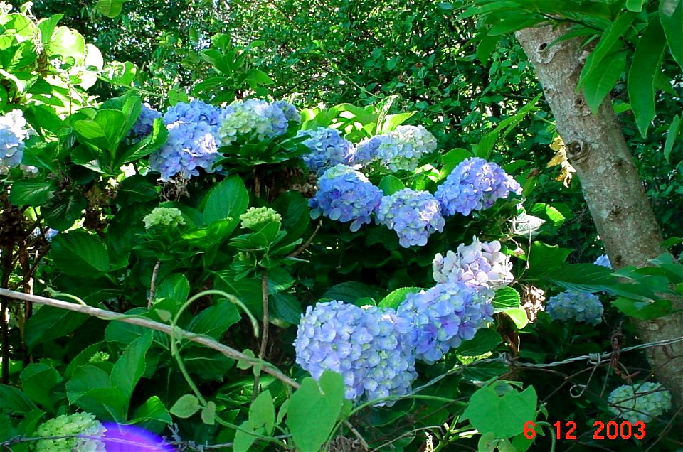 pt:Hortênsia azul photo