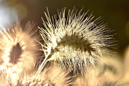 Nature grass plant