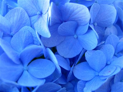 Personal photo of 'Nikko Blue' hydrangea petals from my garden in Traverse City, Michigan. Petal color was altered through regular use of aluminum sulfate, pine bark mulch and watering with tap water photo