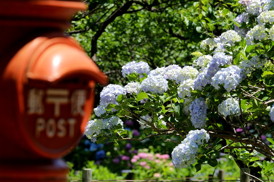 「初夏の頃」. photo