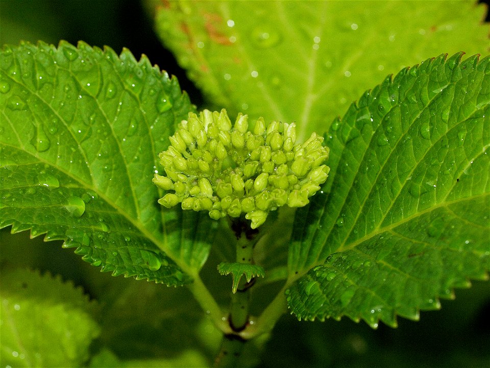 Hydrangea macrophylla