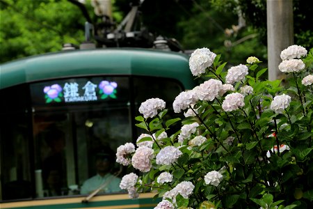 季節ネタということで、江ノ電の夏. photo