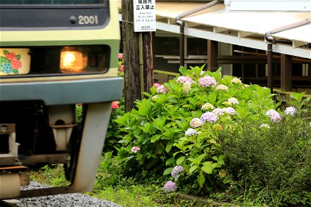 線路脇のあじさい. 御霊神社周辺で撮影. photo