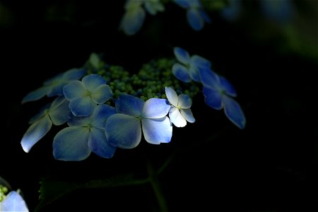 「木漏れ日の中のアジサイ」. 無料で公開中の長谷寺で撮影.