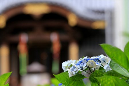 「江戸夏景色」. 長国寺で撮影.