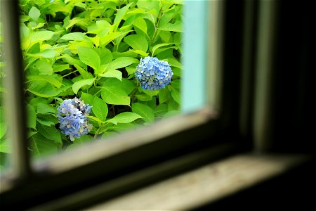 窓越しのアジサイ. photo