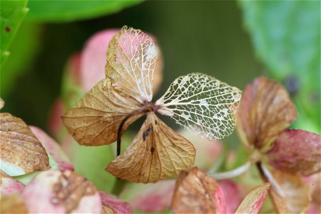 枯紫陽花. photo