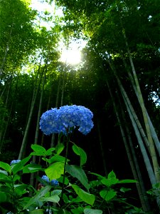 竹林に咲く紫陽花。鎌倉の明月院で撮影 photo