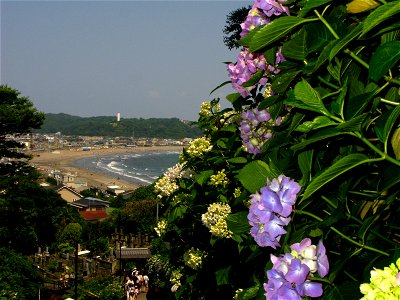 蒸夏の紫陽花。鎌倉の成就院で撮影 photo