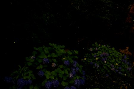 初夏の蛍. 椿山荘の庭園で撮影. photo