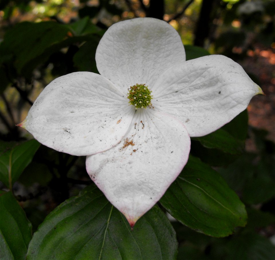 Cornus kousa 'Satomi'.
At Descanso Gardens in La Cañada Flintridge, Southern California.
Identified by sign.
