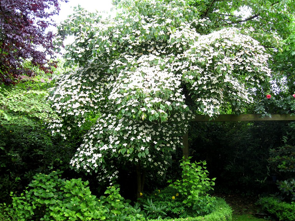 Kousa dogwood in my Garden in Oldenburg(Germany)