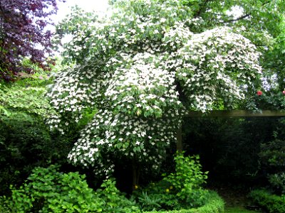 Kousa dogwood in my Garden in Oldenburg(Germany)