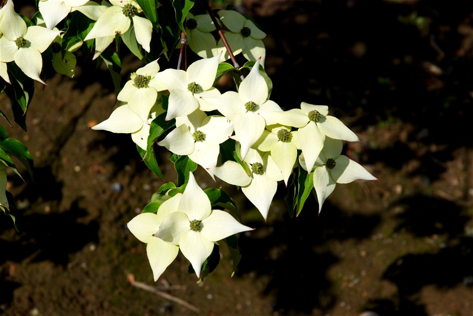 Cornus kousa 'Milky way'. Photo taken in an arboriculture in Vossem, Belgium