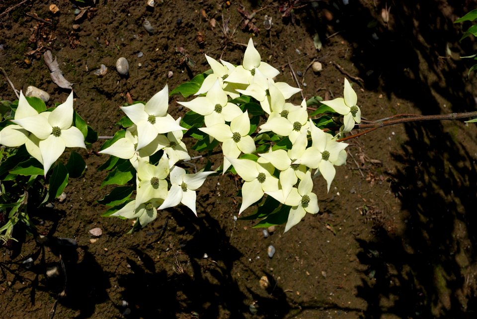 Cornus kousa 'Milky way'. Photo taken in an arboriculture in Vossem, Belgium