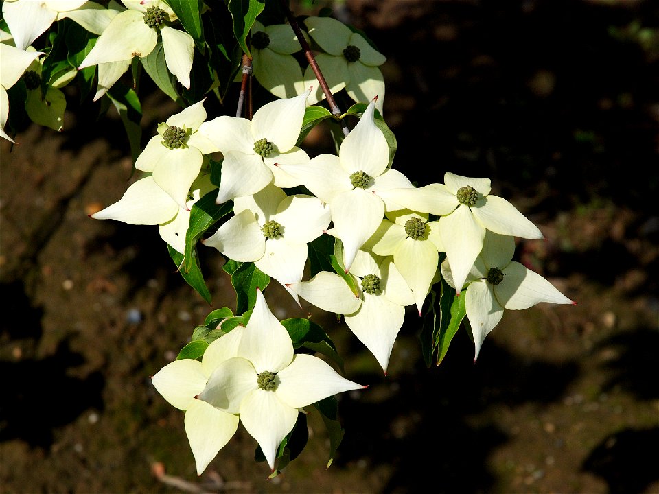 Cornus kousa 'Milky way'. Photo taken in an arboriculture in Vossem, Belgium