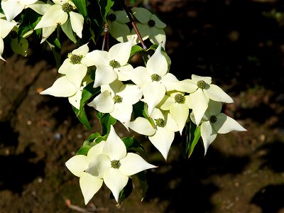 Cornus kousa 'Milky way'. Photo taken in an arboriculture in Vossem, Belgium