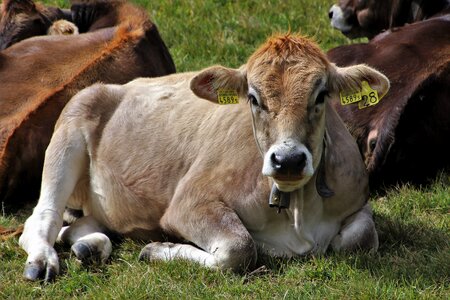 Agriculture pasture land summer